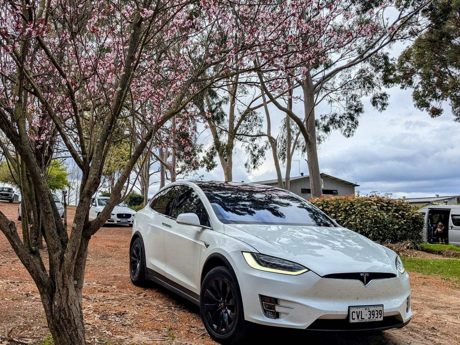 Tesla Model X under cherry blossom trees at Berry Farm