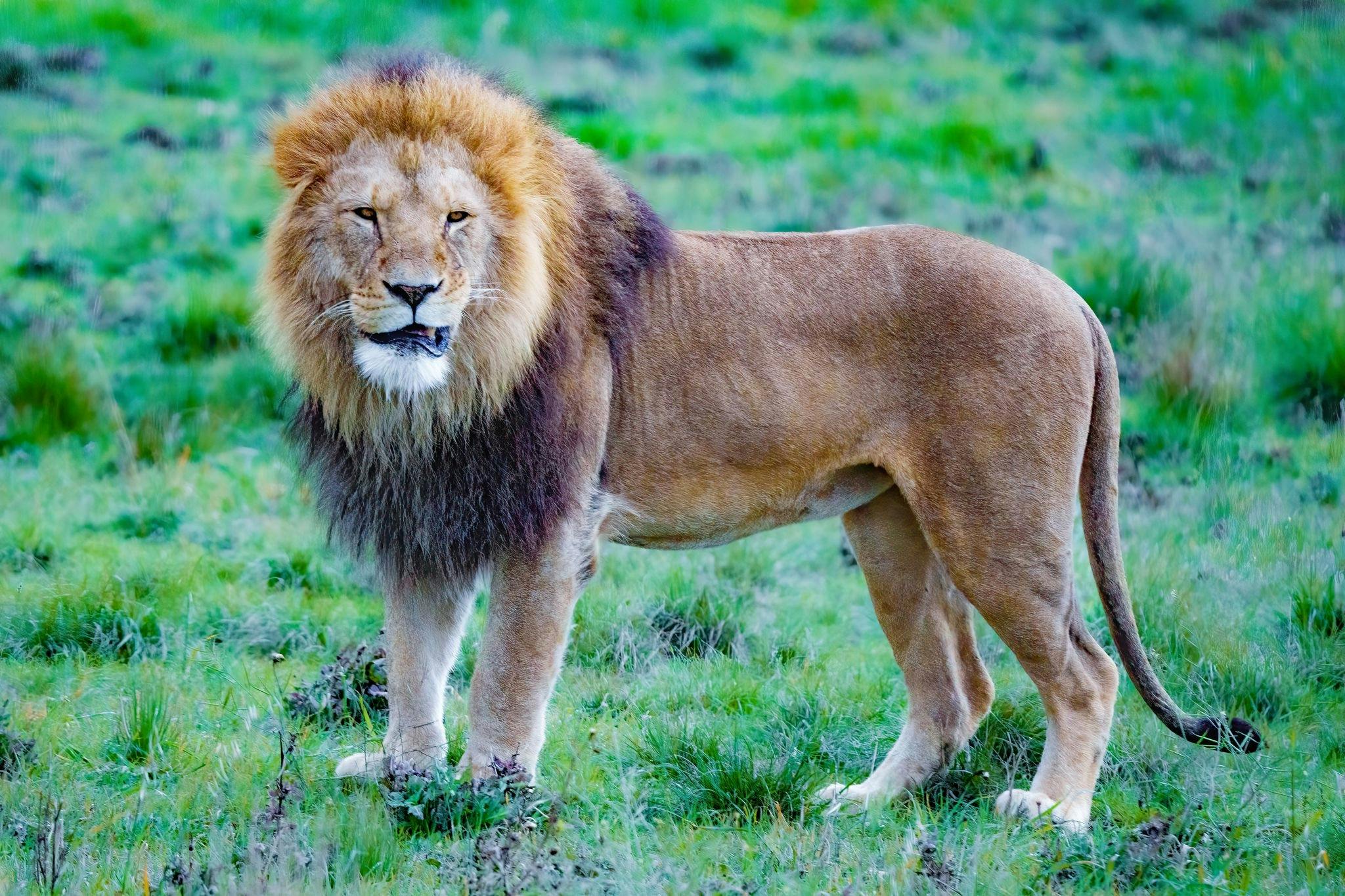 Monarto Zoo