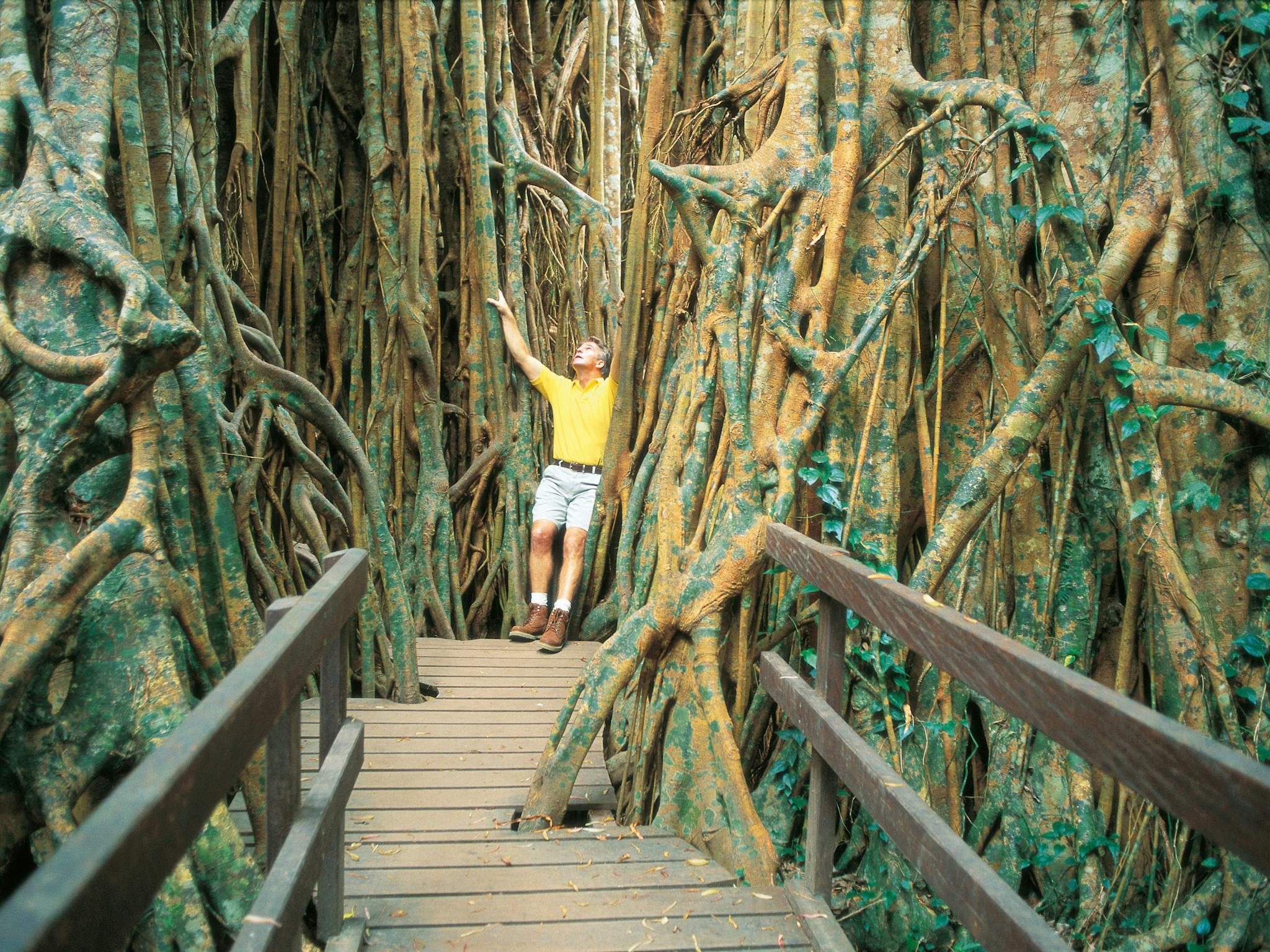 Cathedral Fig Tree Cathedral Fig Tree