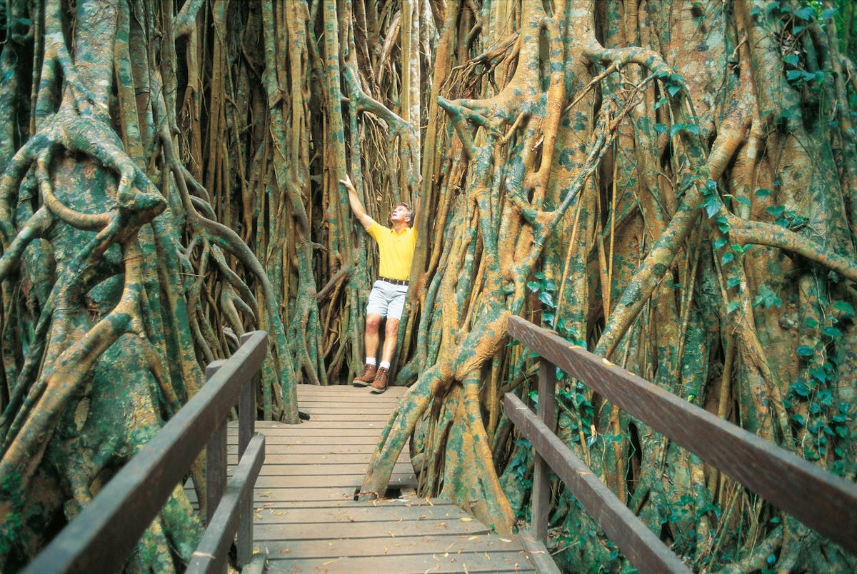 Cathedral Fig Tree