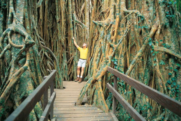 Cathedral Fig Tree