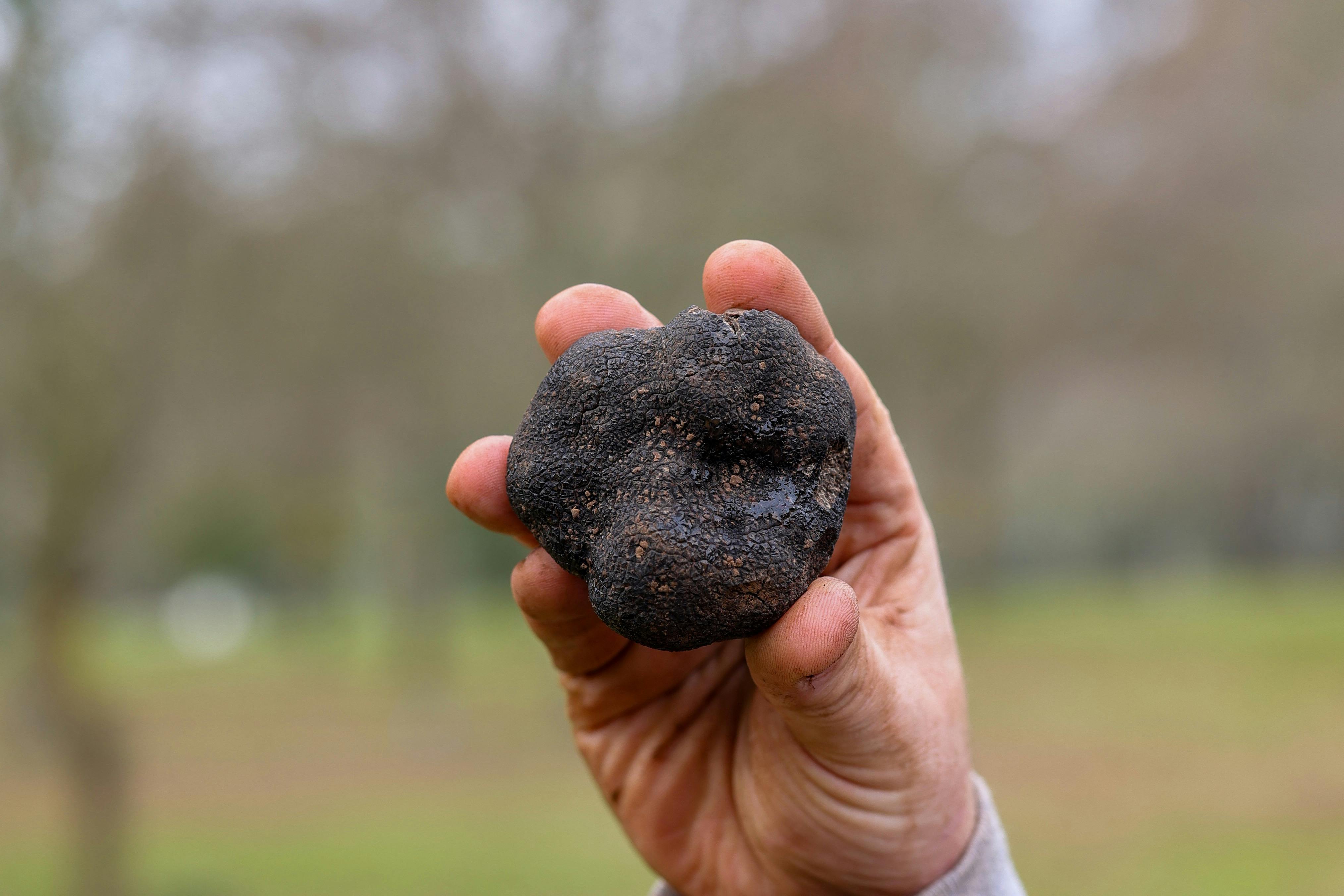 From Earth to Glass: Truffles and Spirits
