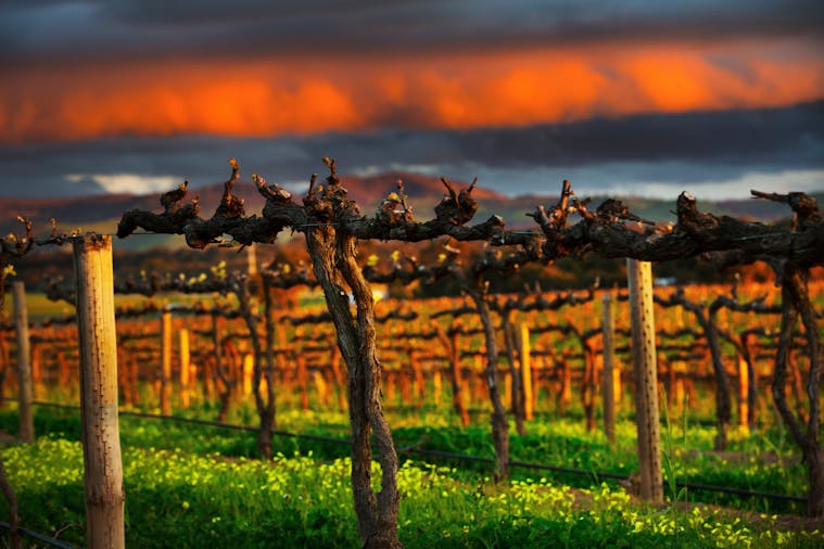 Wine Wilderness Safari