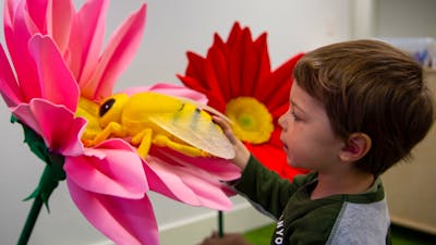A child explores flowers at Science Time: Spring