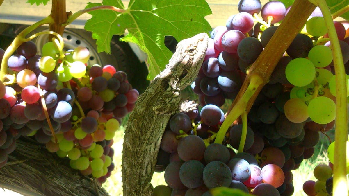 Bearded dragon in vines at Pyramids Road Wines