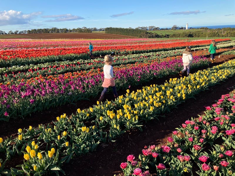 Children in the tulips