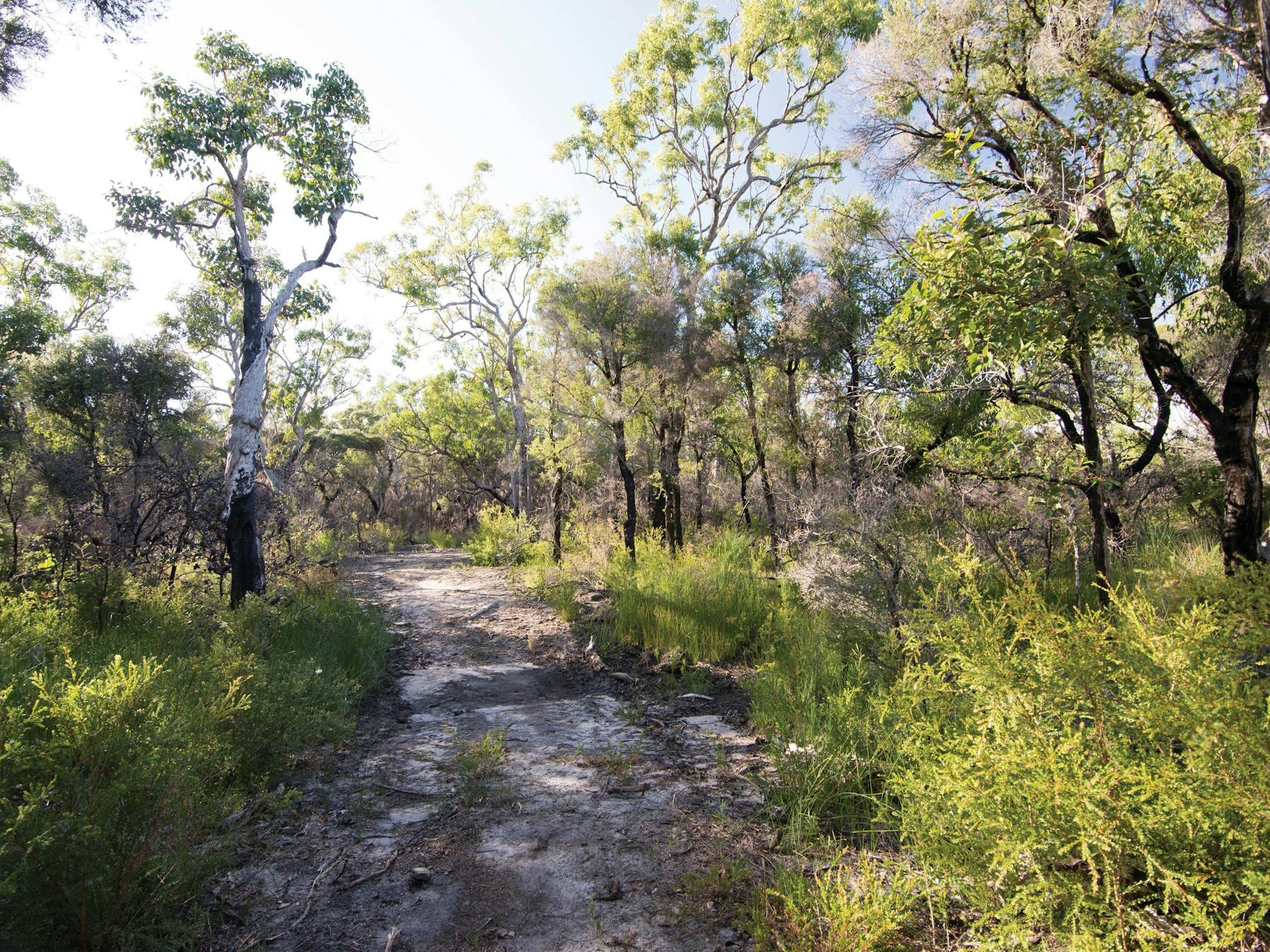 Sandy walking track through coastal vegetation.