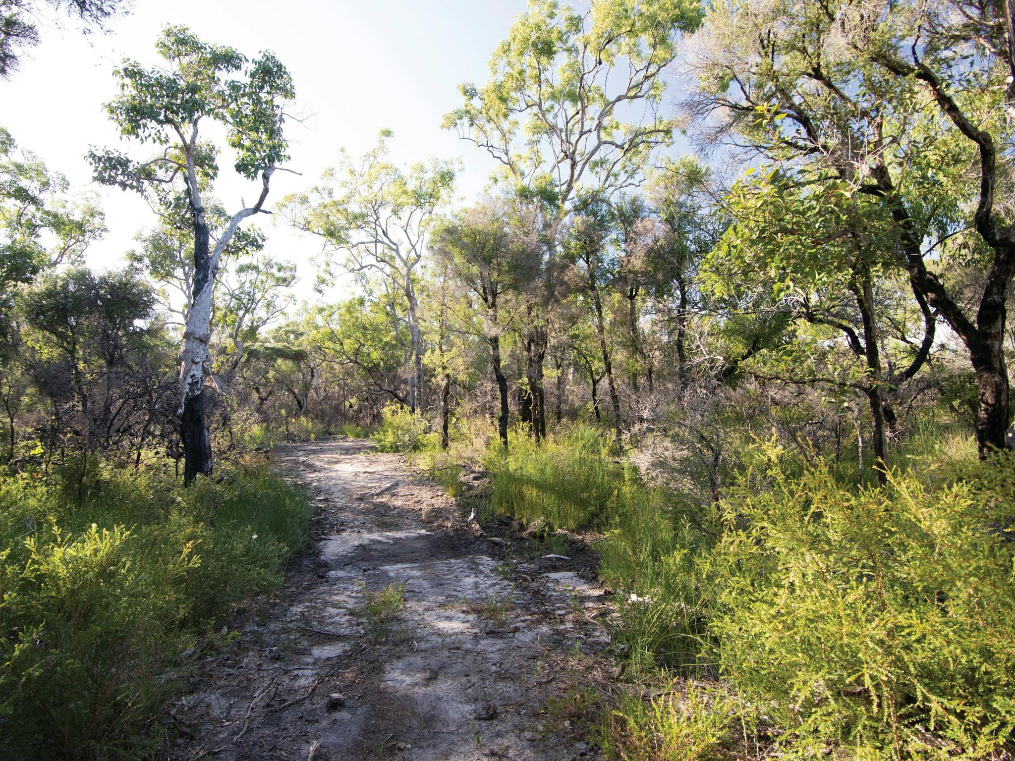 Sandy walking track through coastal vegetation.