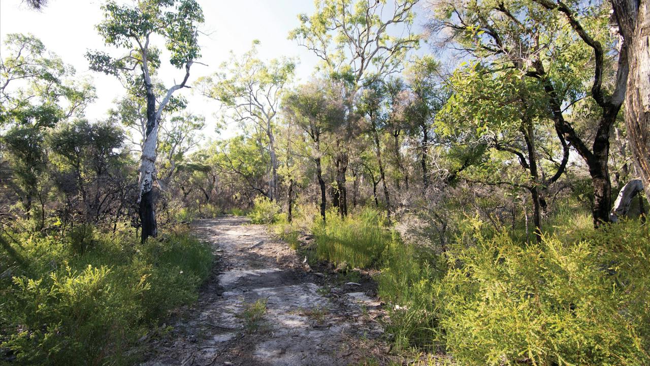 Banksia track, Burrum Coast National Park