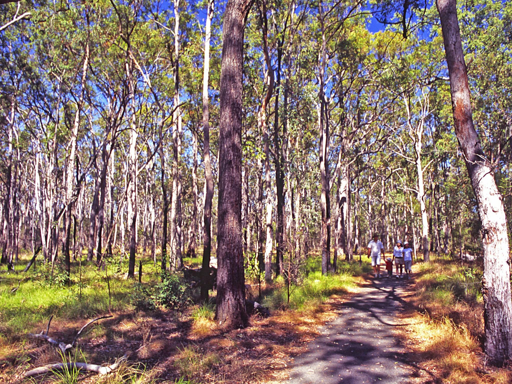 Young family on sealed track in tall forest. Young family on sealed track in tall forest.