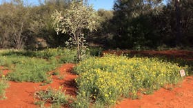 Red Centre and Western Australia Wildflowers