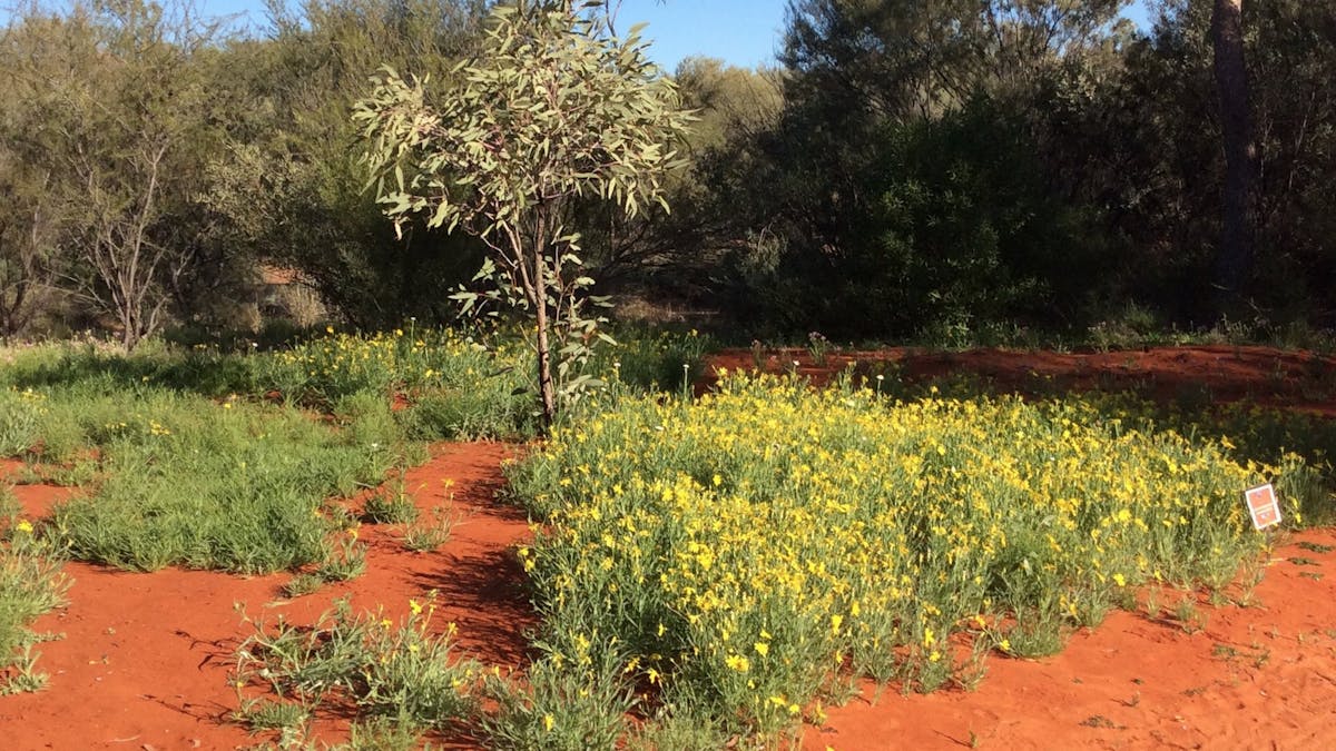 Red Centre and Western Australia Wildflowers