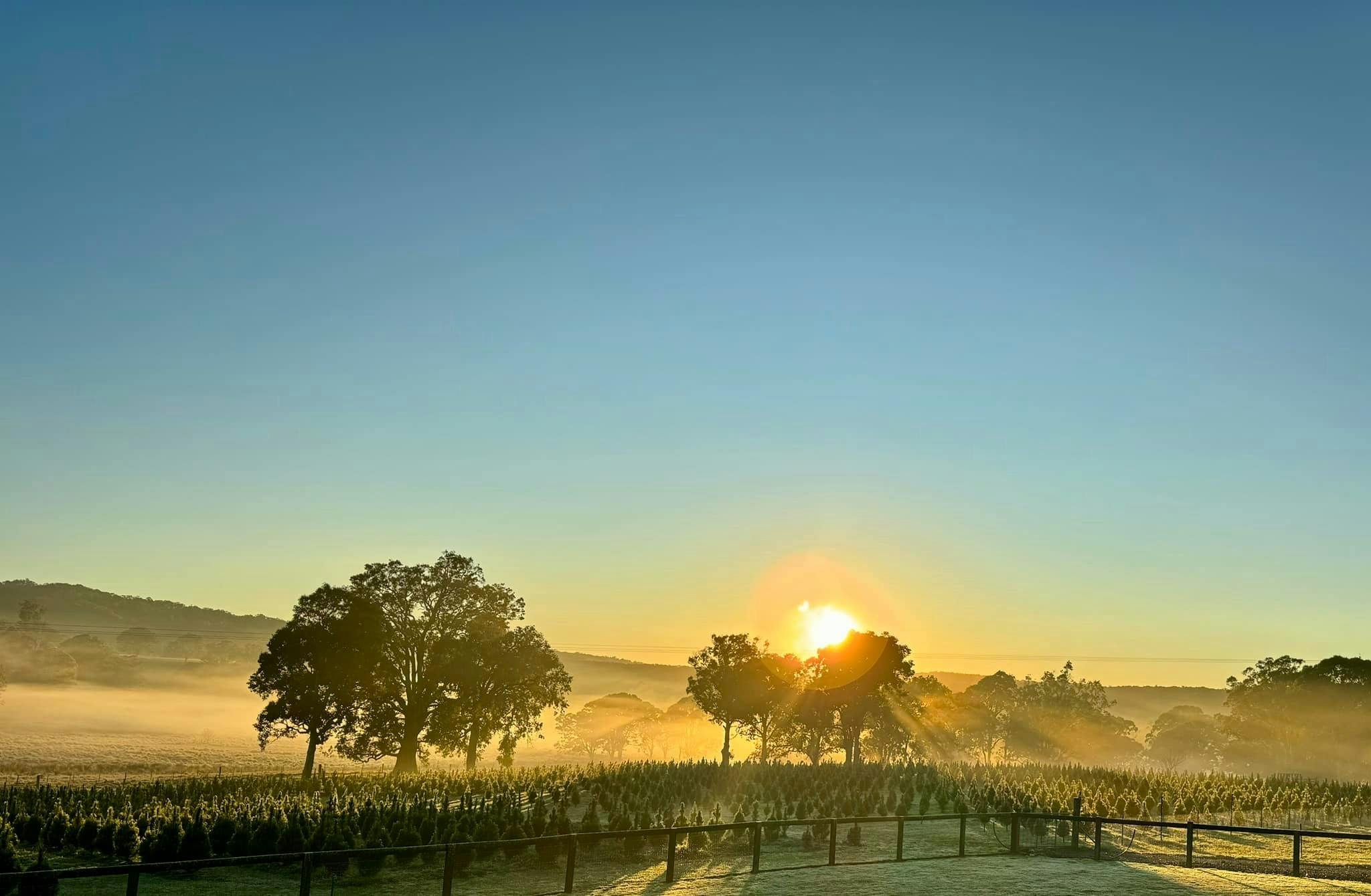 Sunrise over the trees
