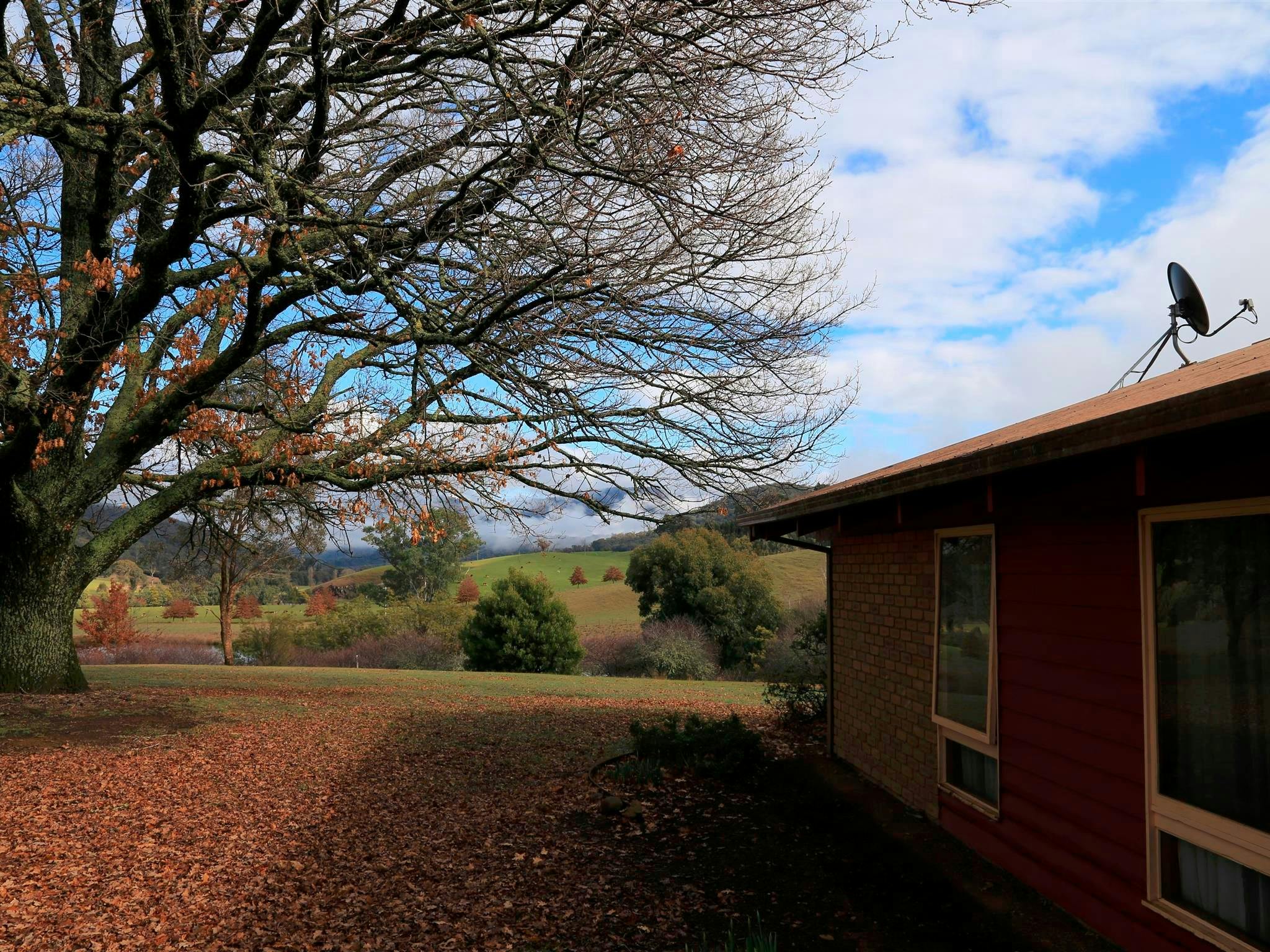 150 yo English Oak Tree