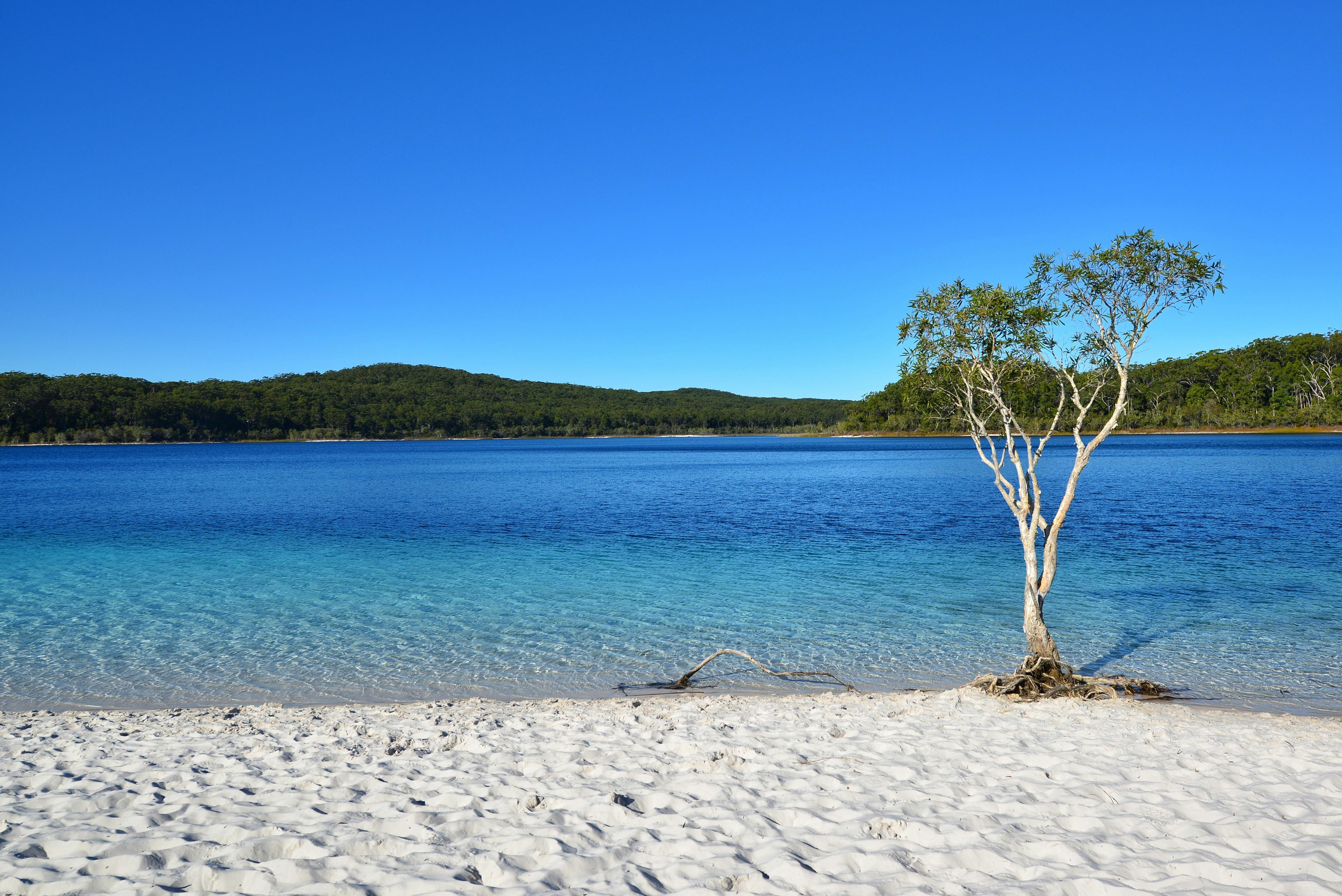 photo showing small tree at the edge of blue water at Lake McKenzie Fraser island.