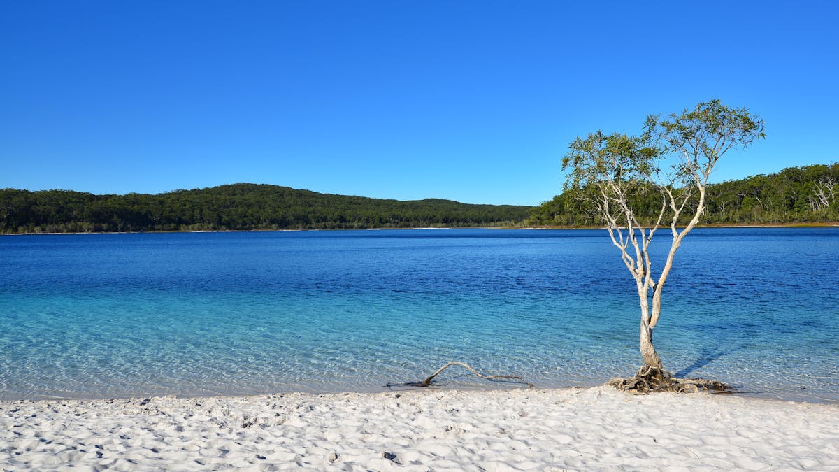 photo showing small tree at the edge of blue water at Lake McKenzie Fraser island.