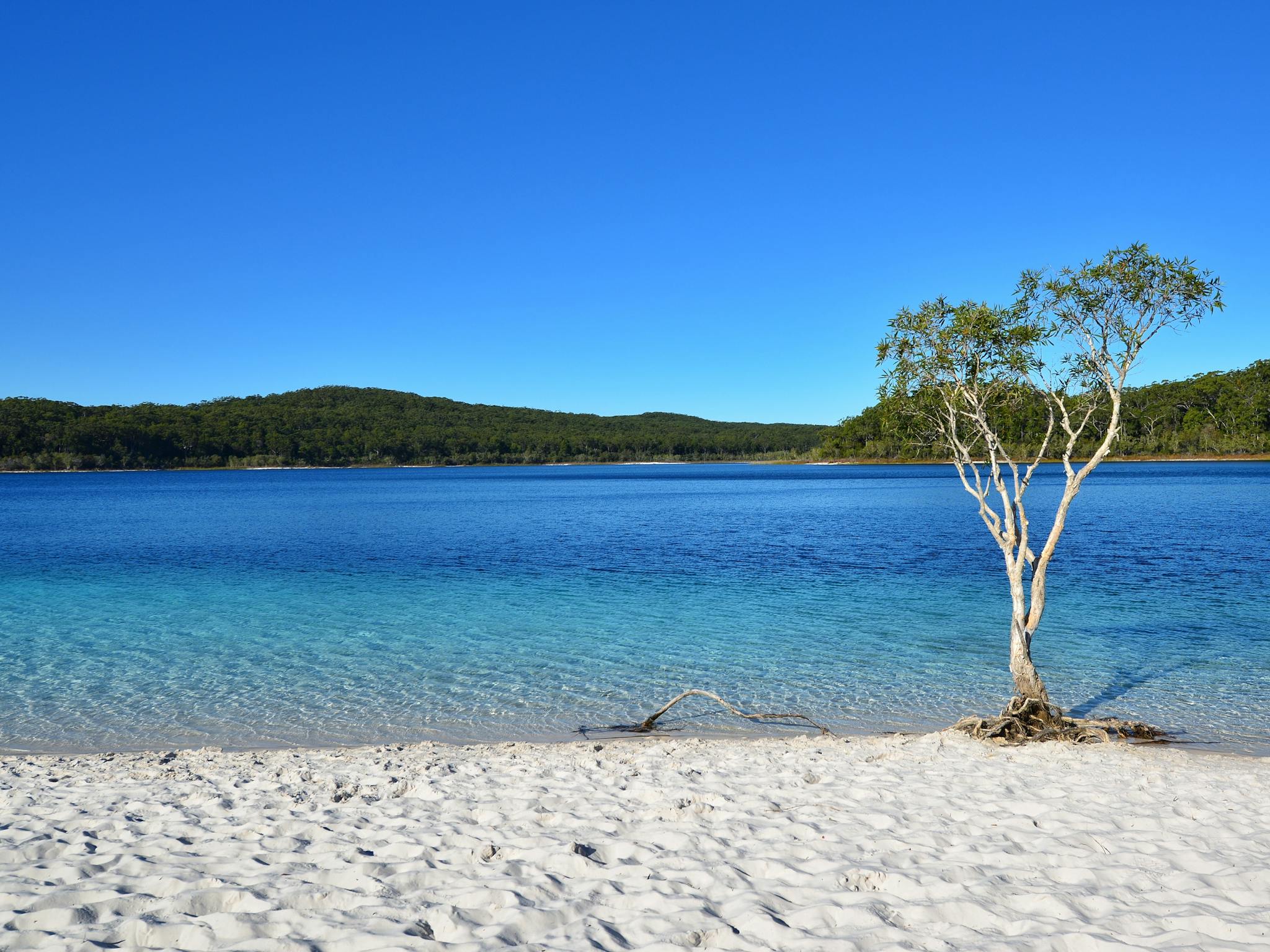 photo showing small tree at the edge of blue water at Lake McKenzie Fraser island. photo showing small tree at the edge of blue water at Lake McKenzie Fraser island.