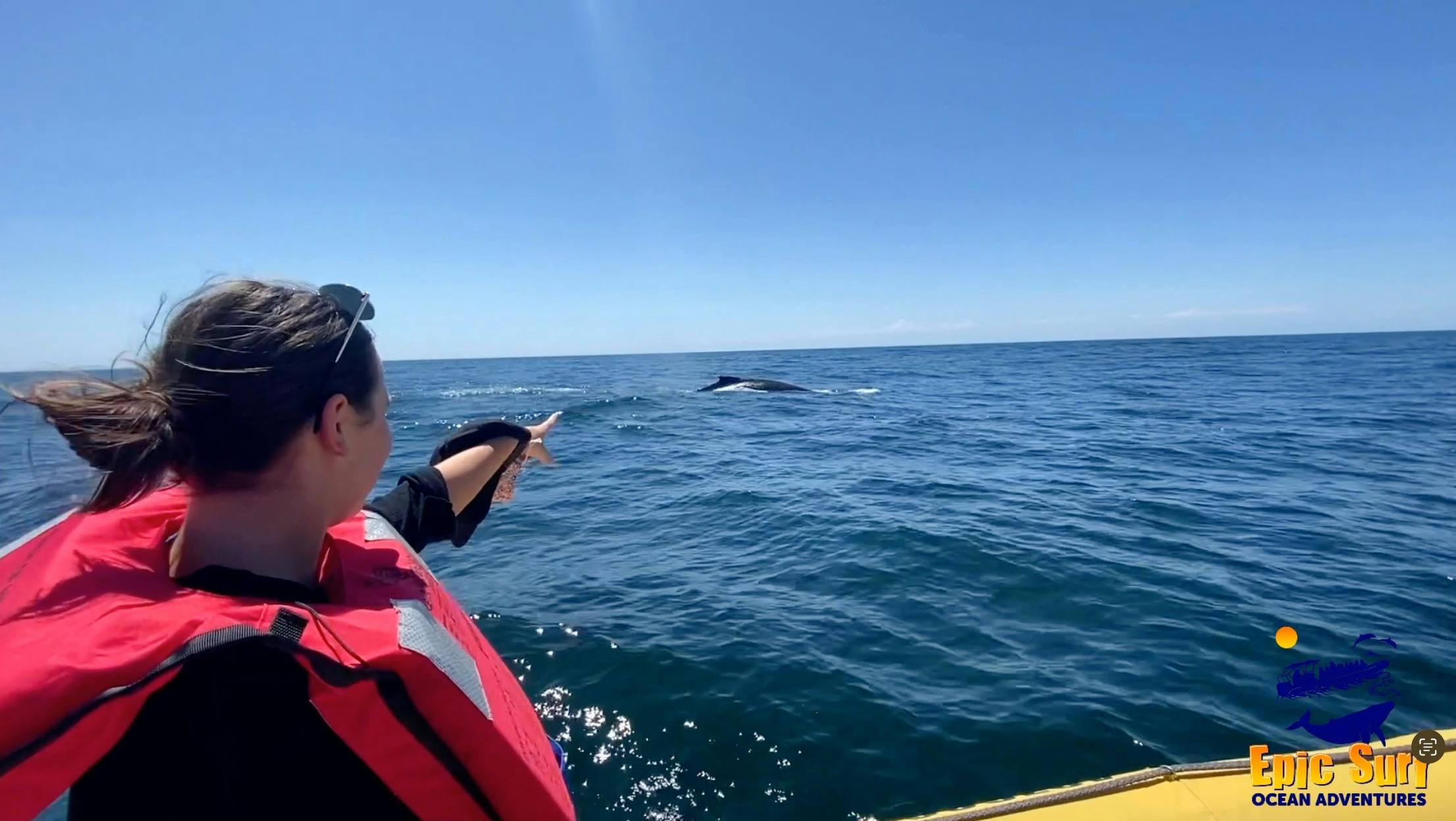whale watch Tuncurry Epic surf