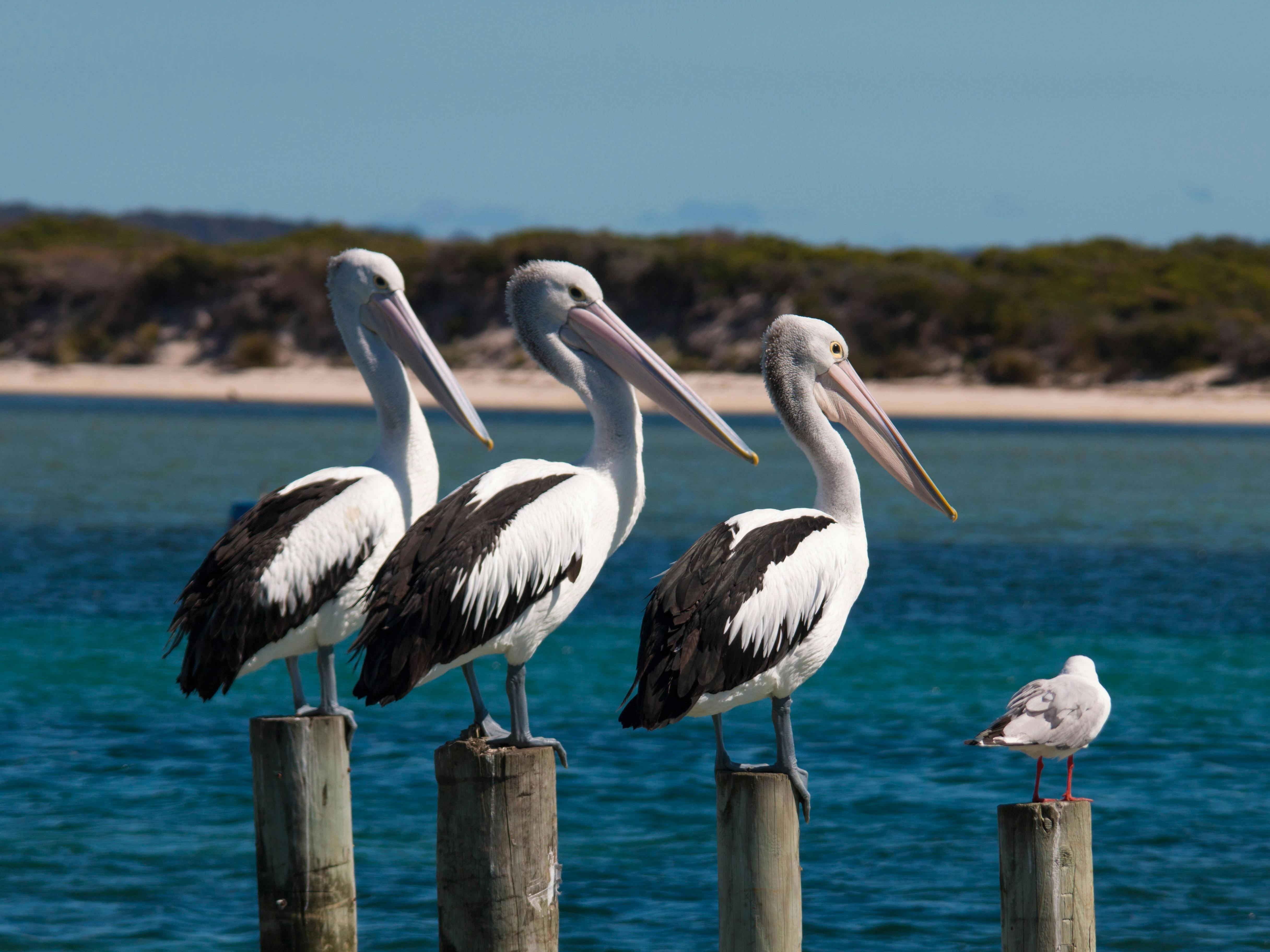 three pelicans and gull sitting on posts