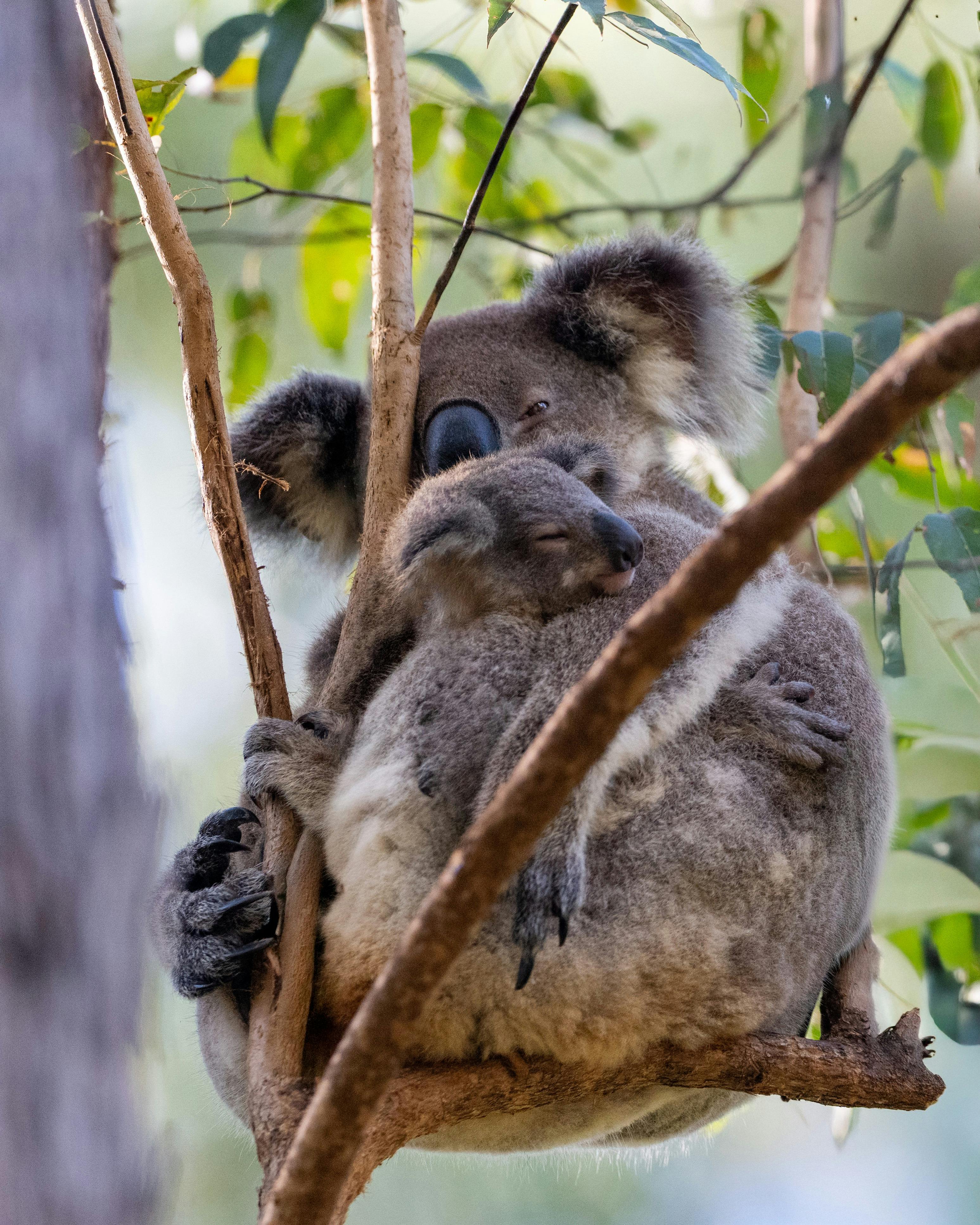 KCA breeding program koala mum and joey