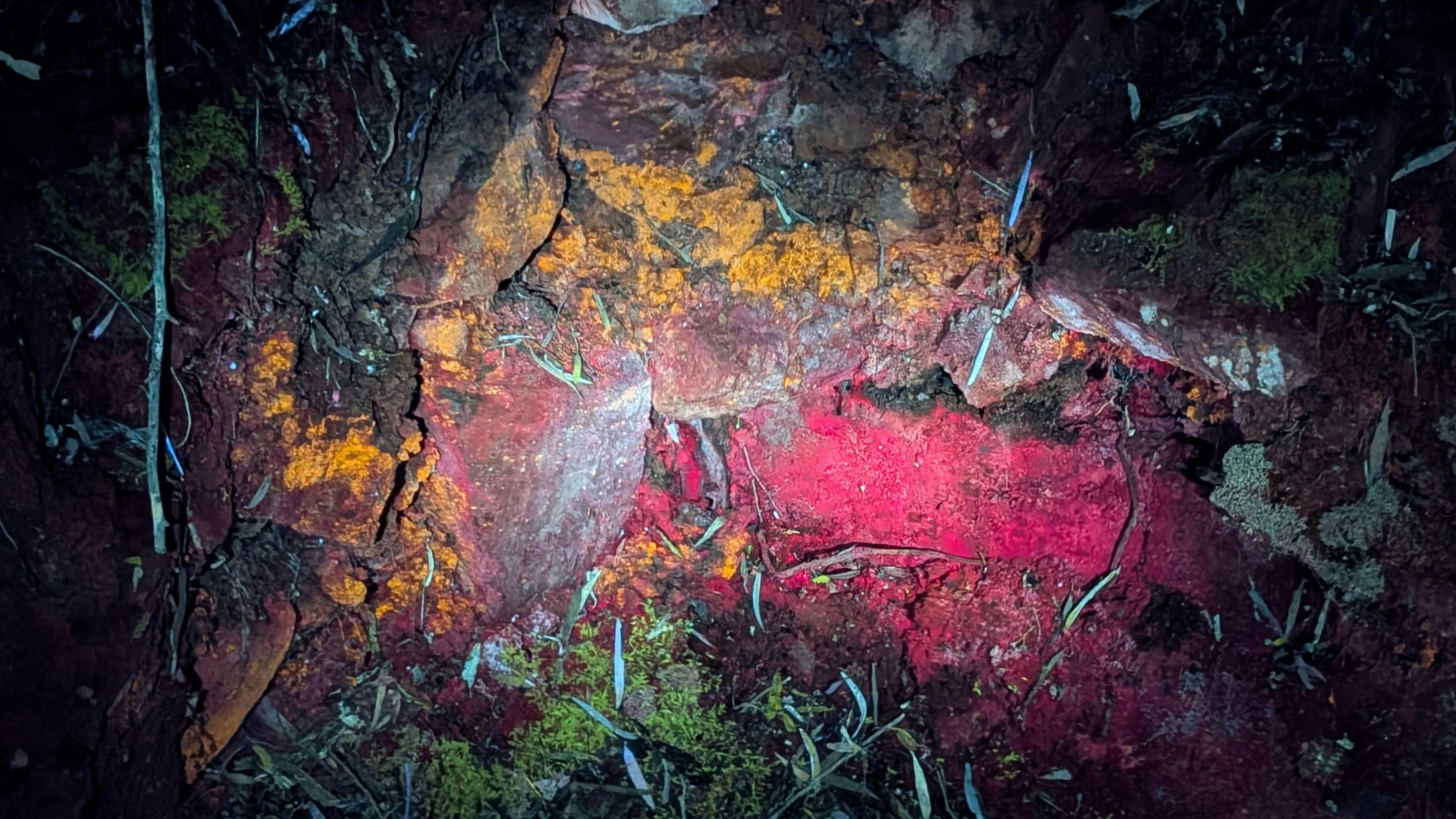 Lichens glowing orange and red