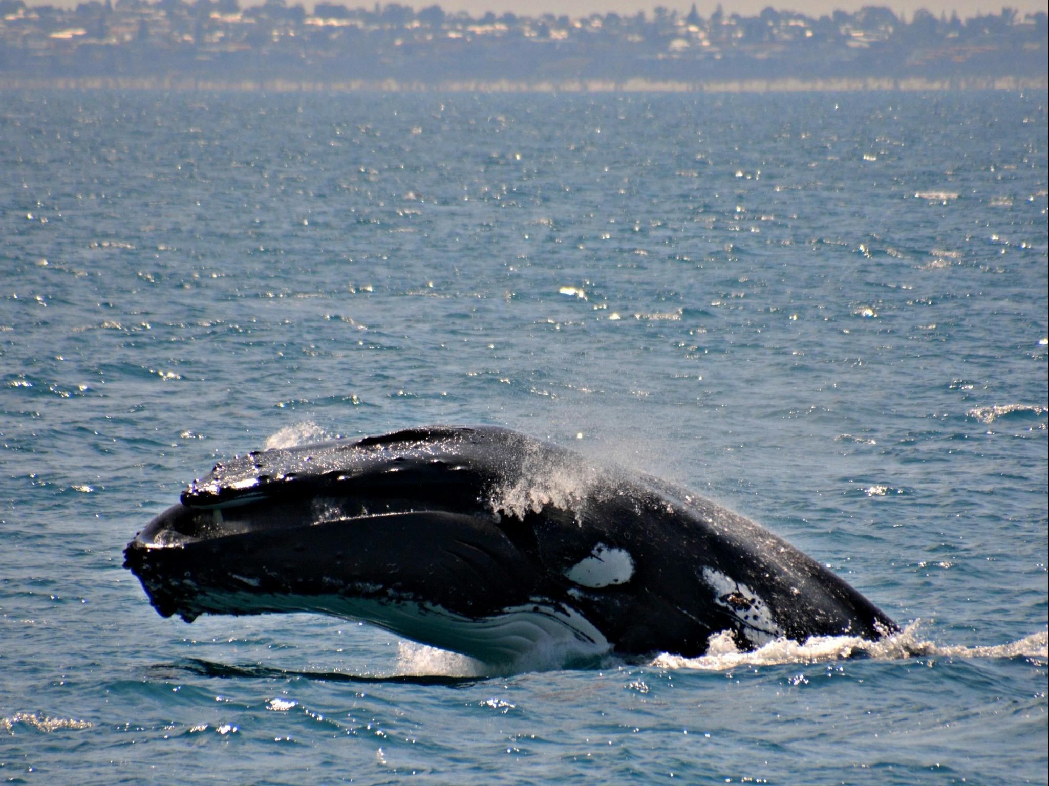 Female Humpback Head Lunge