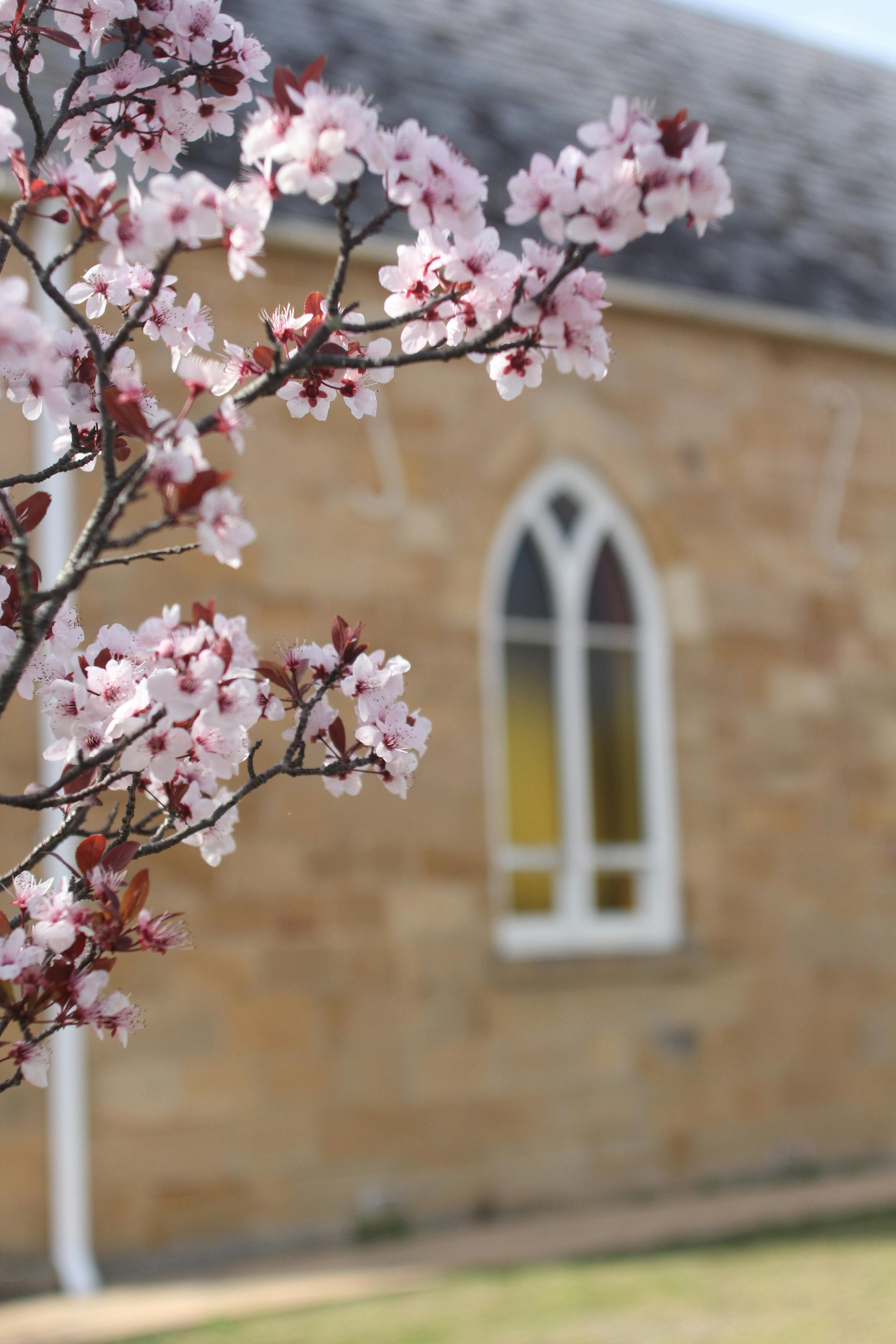 Close up side of church with pink cherry blossums
