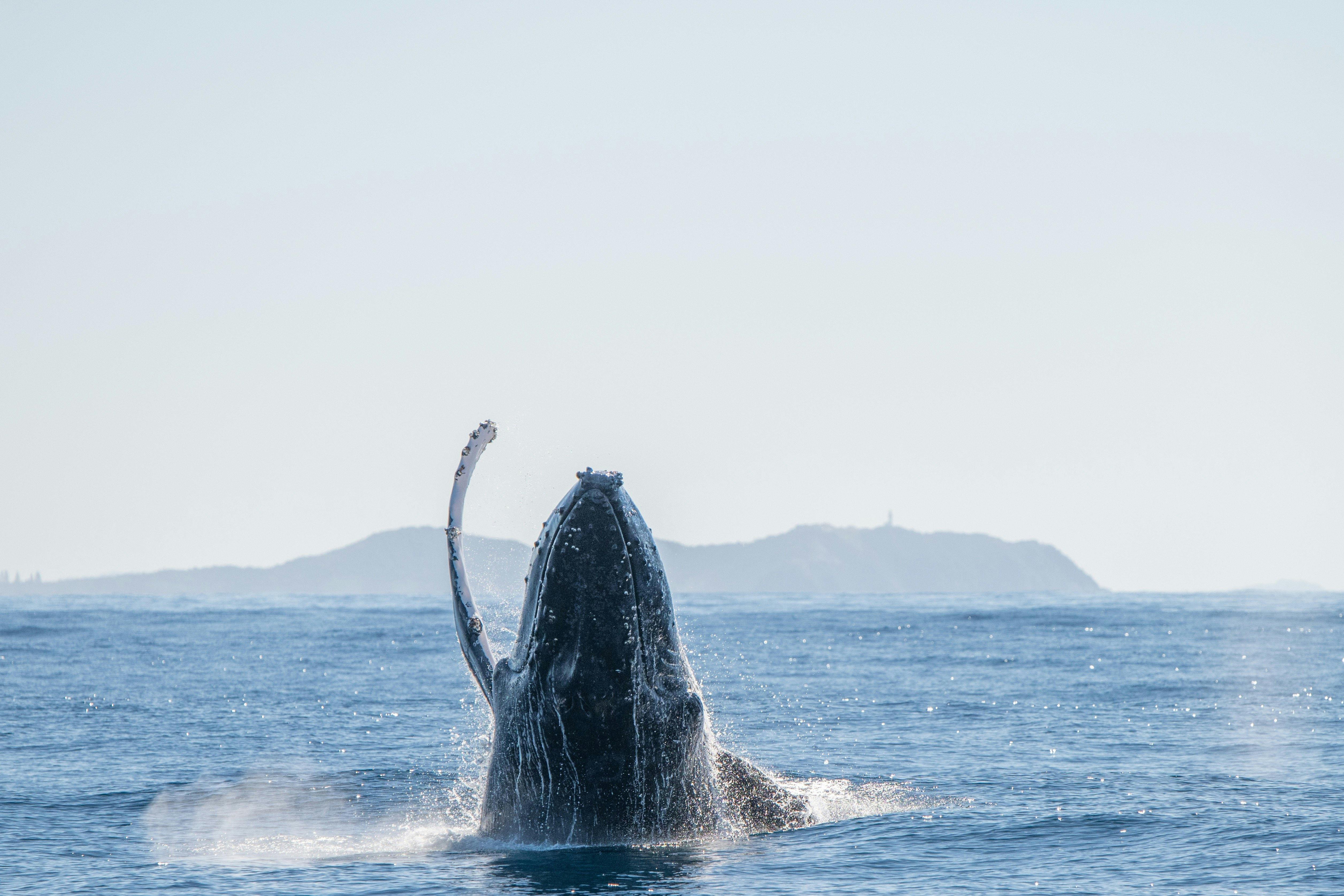 Premier Whale Watching Cruise