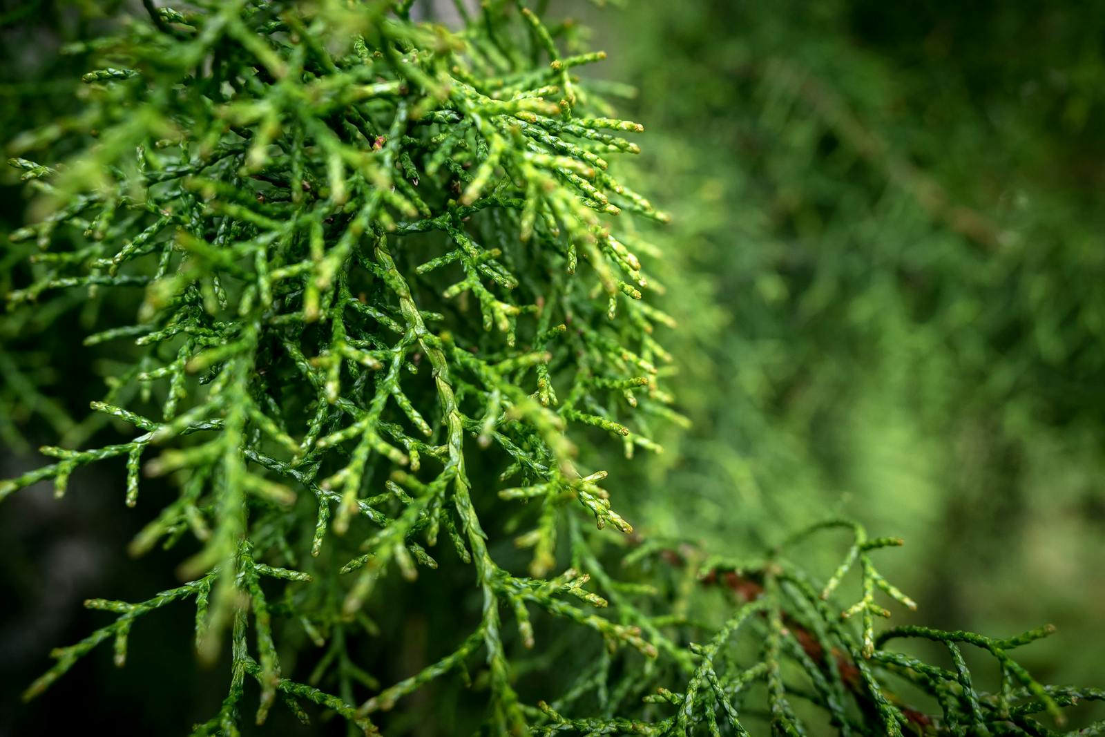 Huon Pine Walk - Great Short Walk