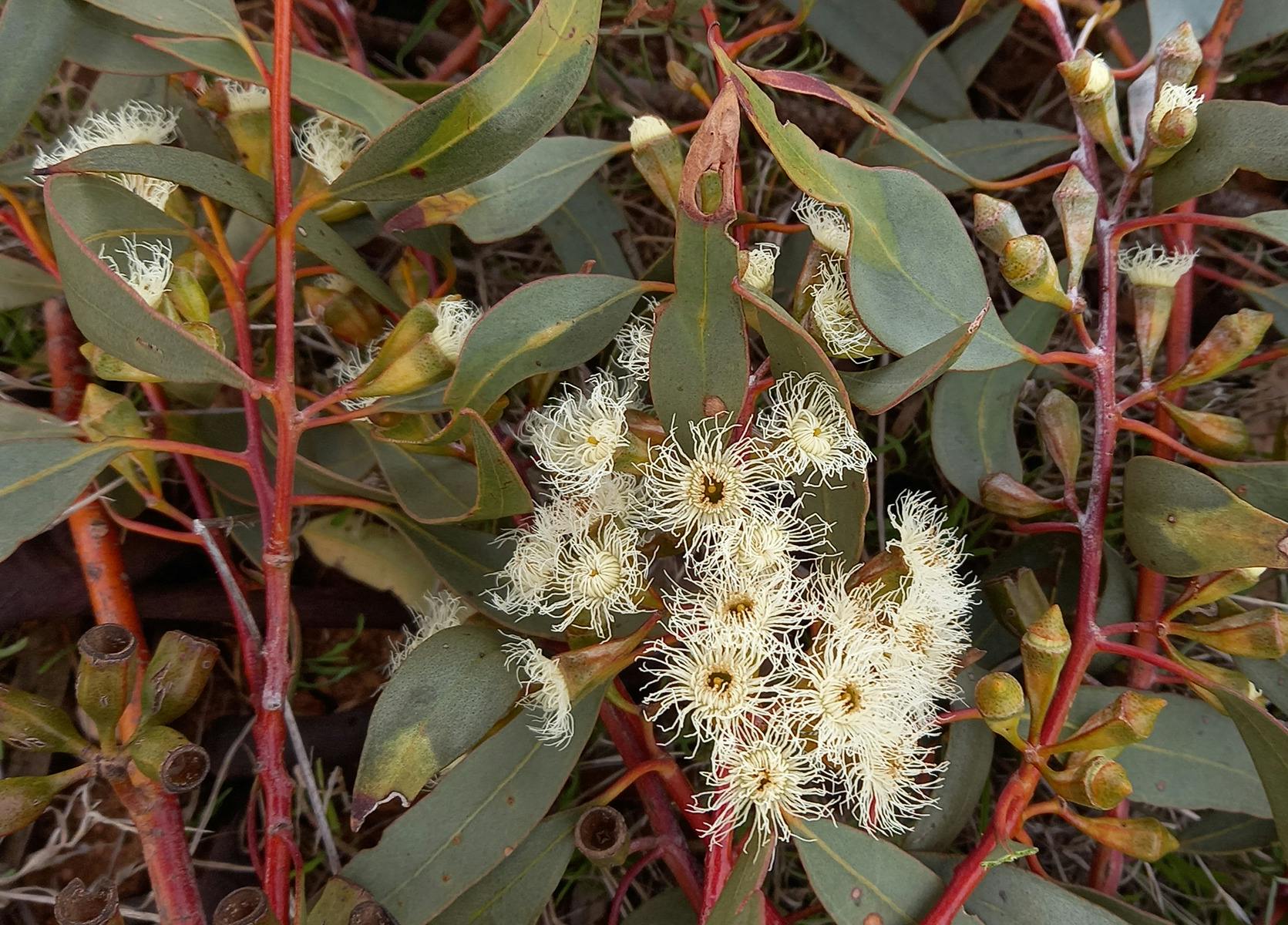 Eucalyptus miracula