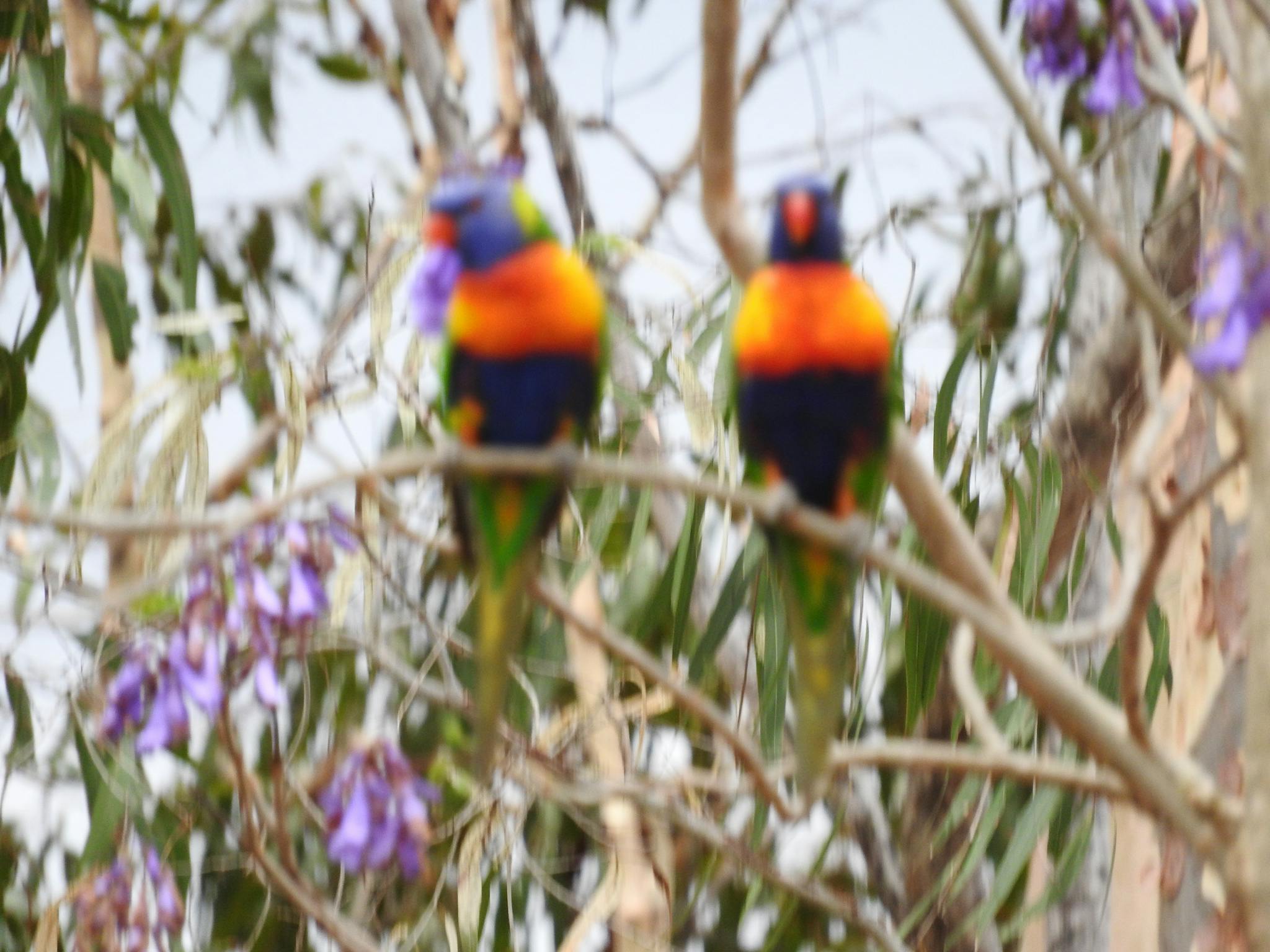 Birds in garden Birds in garden