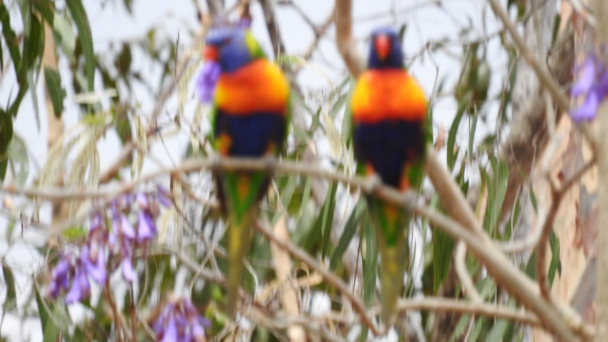 Birds in garden