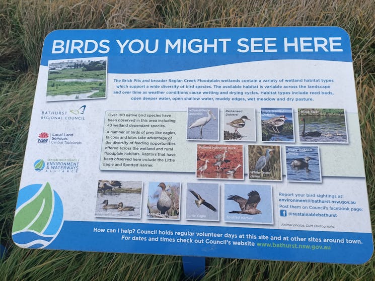 Birdwatching, Bathurst, Edgells Lane
