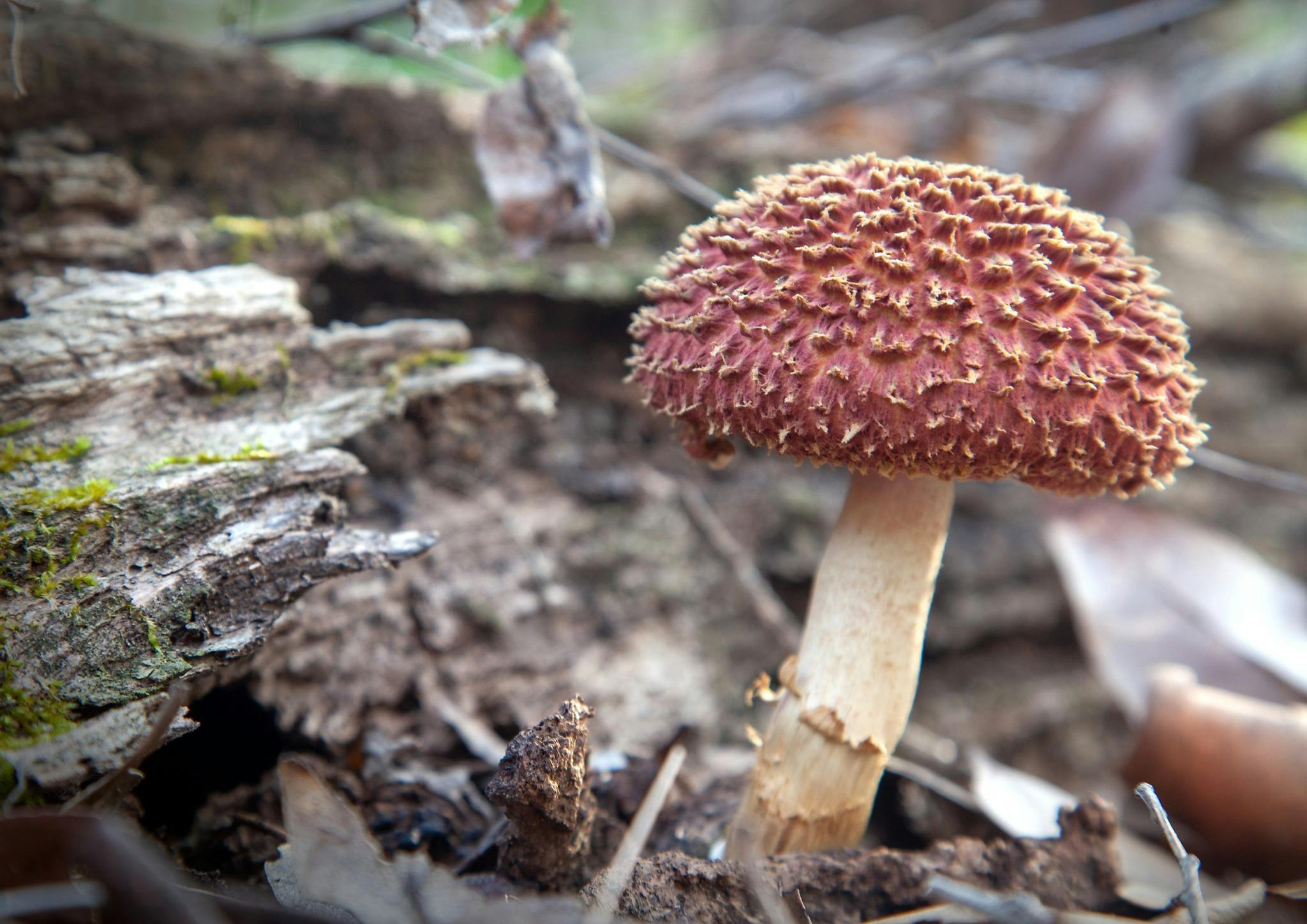 Reddy brown fungi with white stem