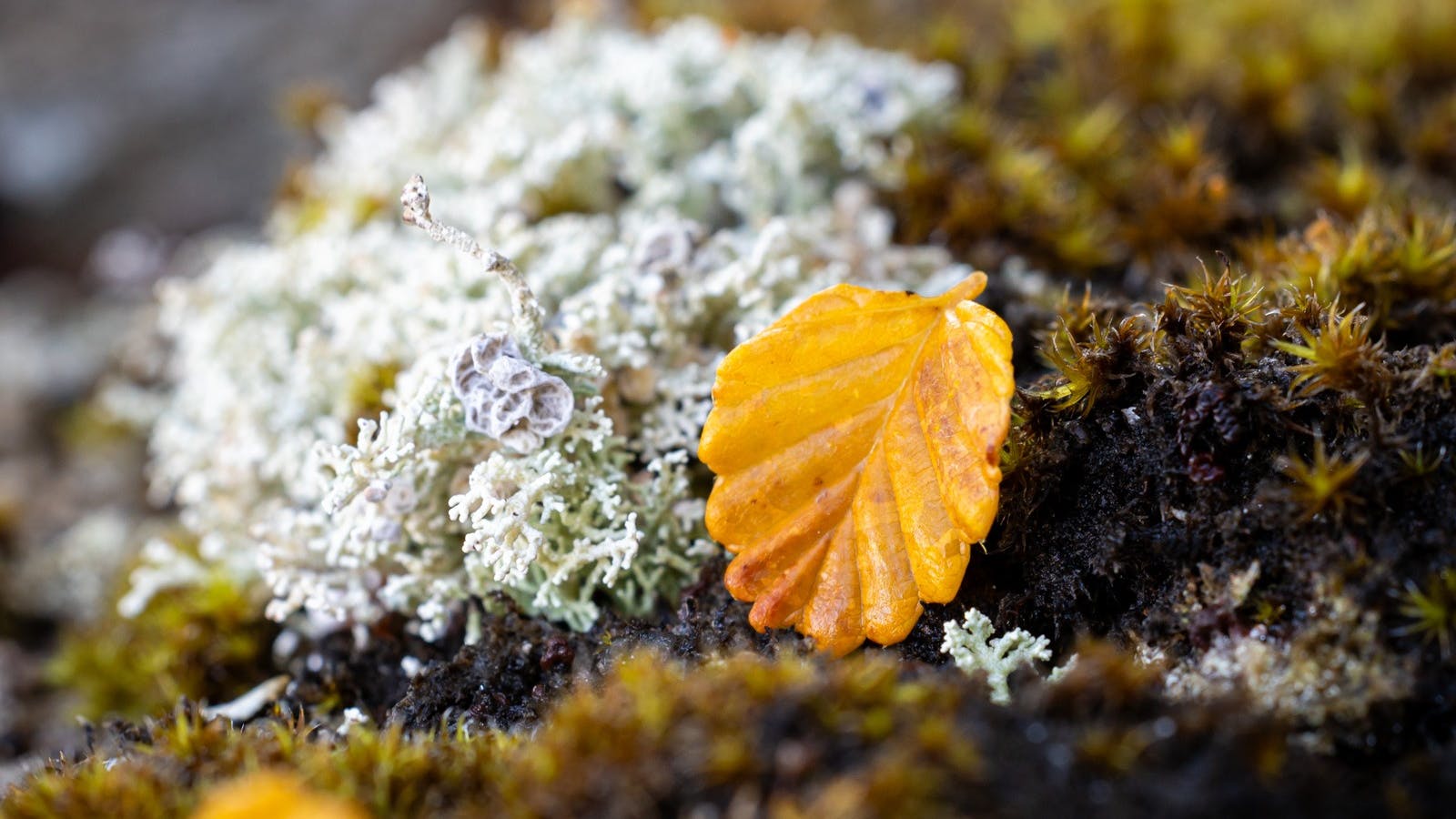 Fagus