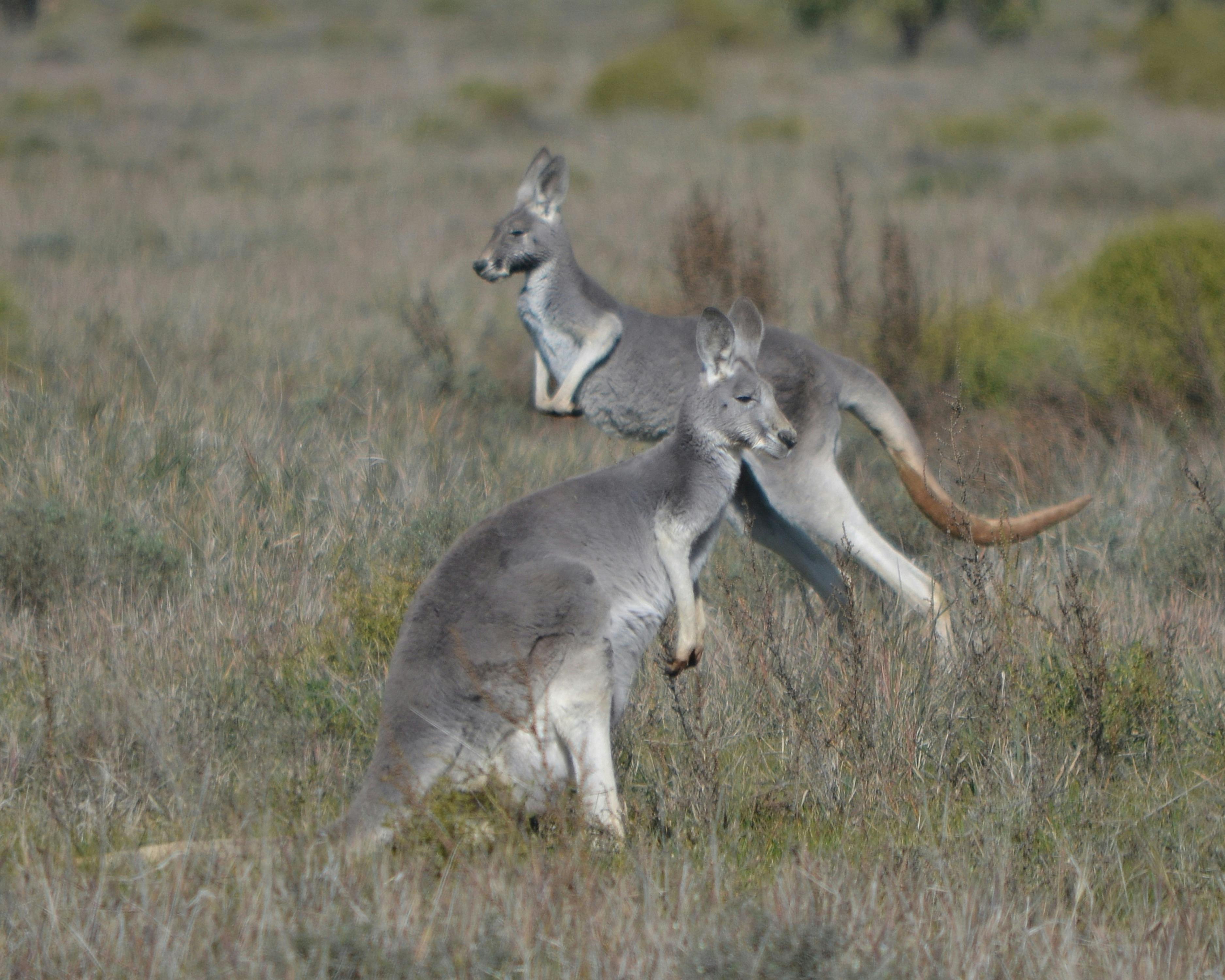 Grey Kangaroo at Oolambine