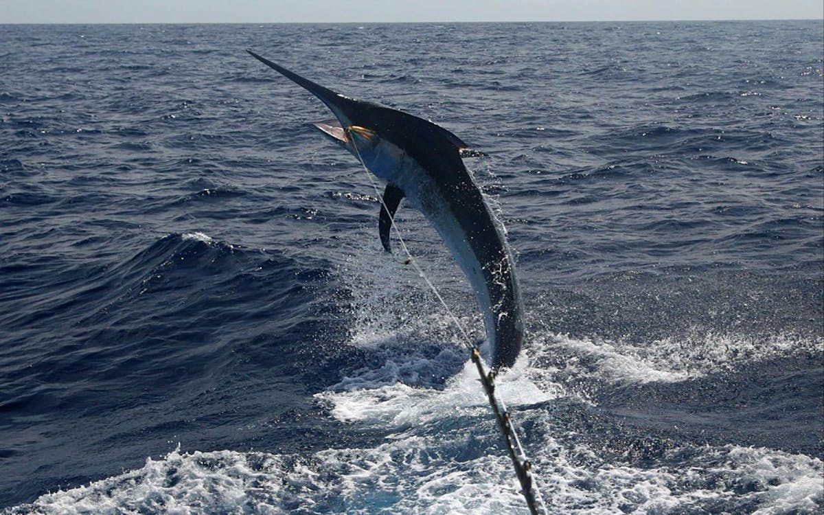 Great Marlin Game Fishing Port Douglas