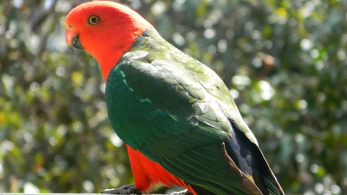 A King Parrot sitting on the cabin railing