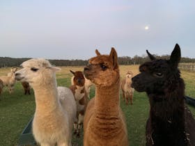 Breakfast with alpacas