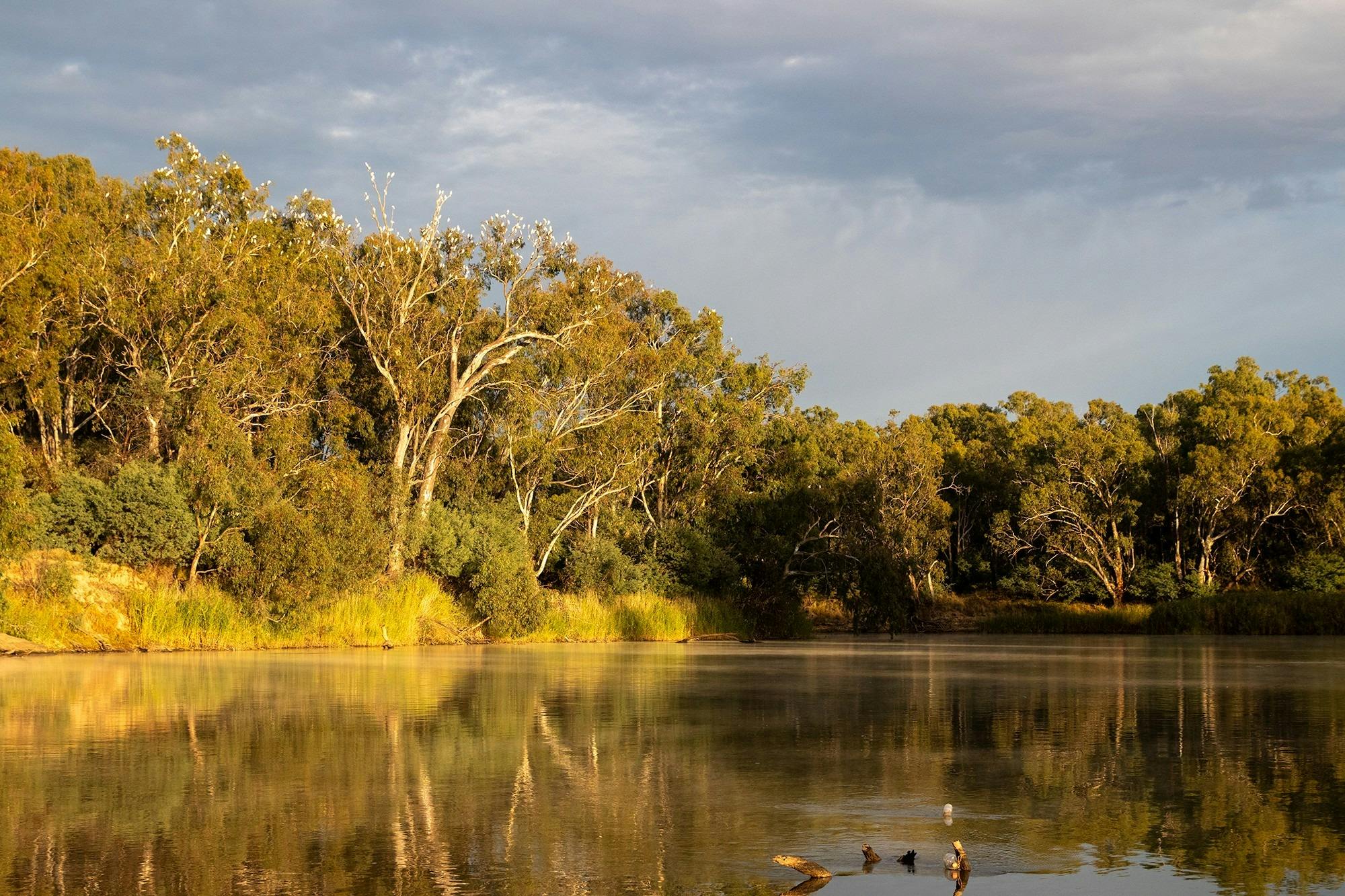 The Murray River (Dhungala)