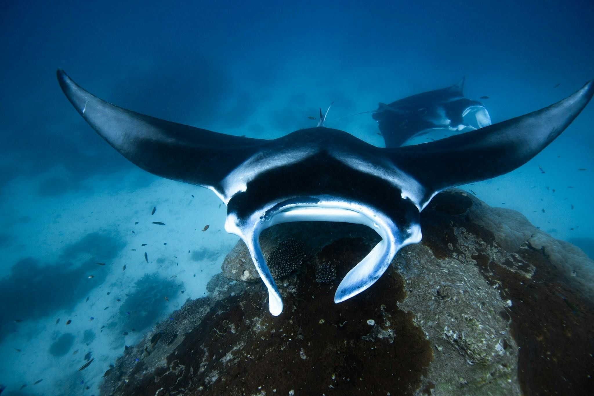 Adventure Outer Reef Double Dive Experience