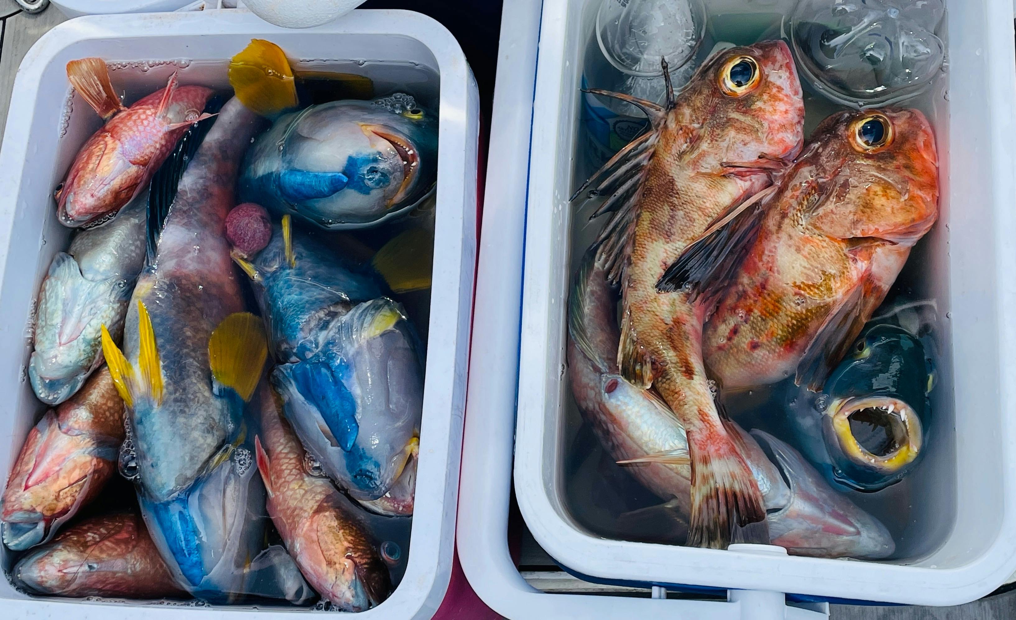 No worries for beginners – fishing guidance is included!