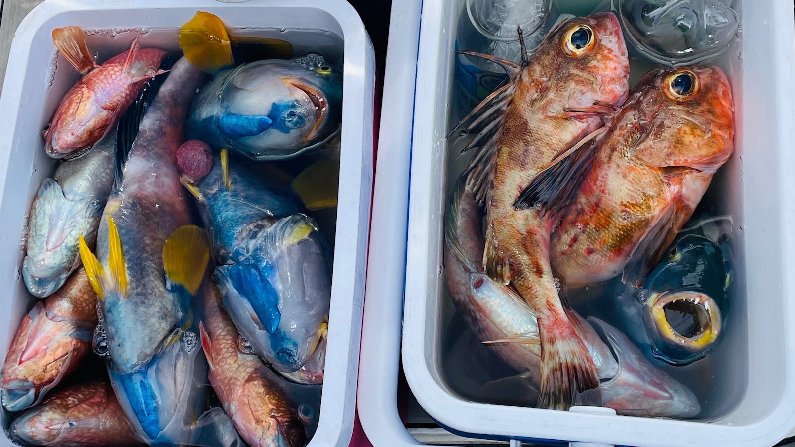 Try inshore fishing – perfect for beginners! We’ll recommend local restaurants to cook your catch.