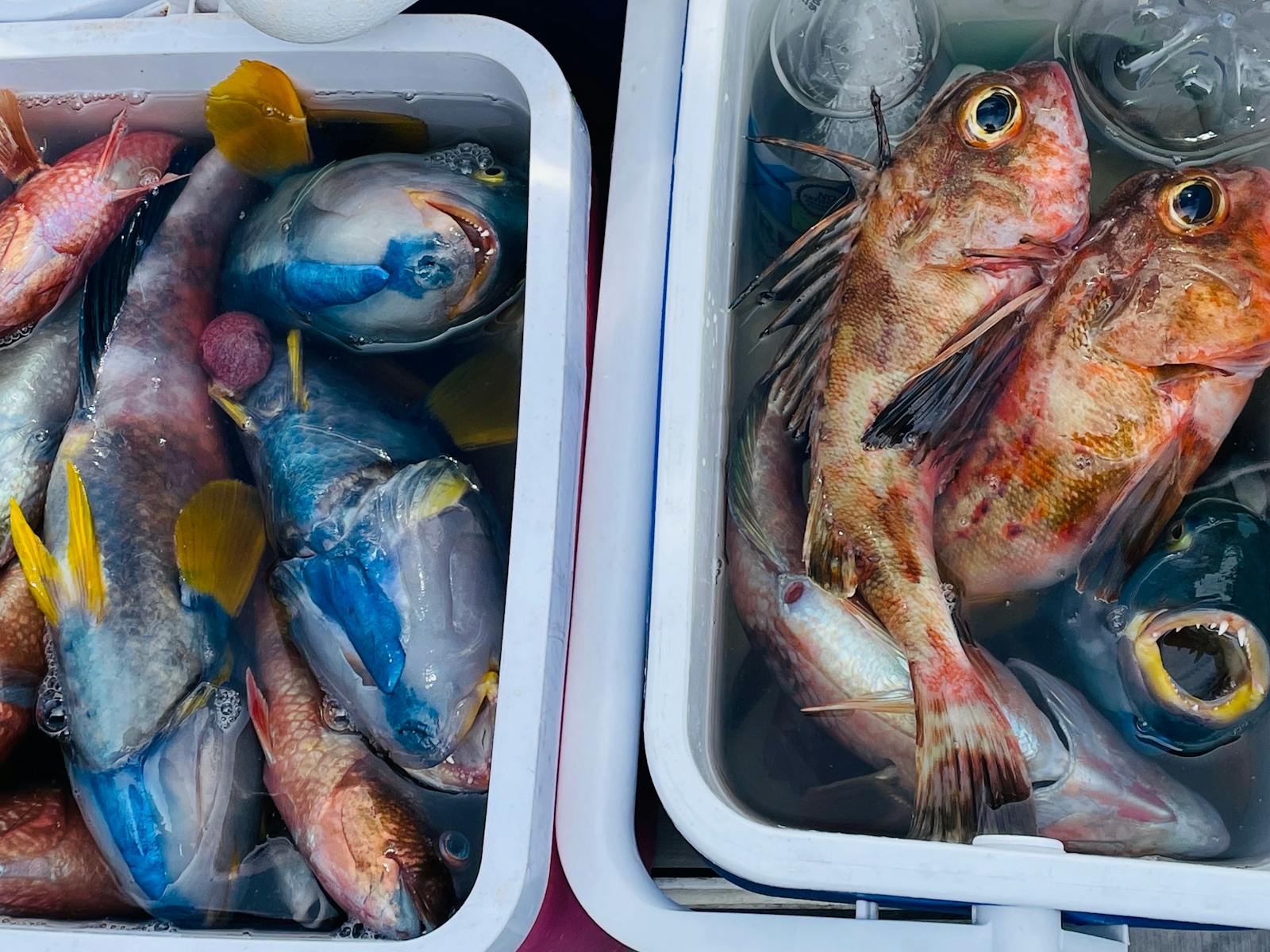 No worries for beginners – fishing guidance is included!