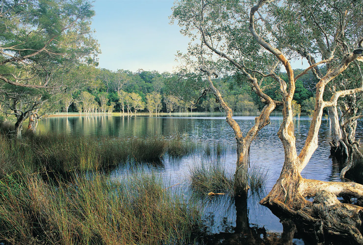 Upper Noosa River, Cooloola