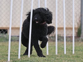 Dog Agility Trial