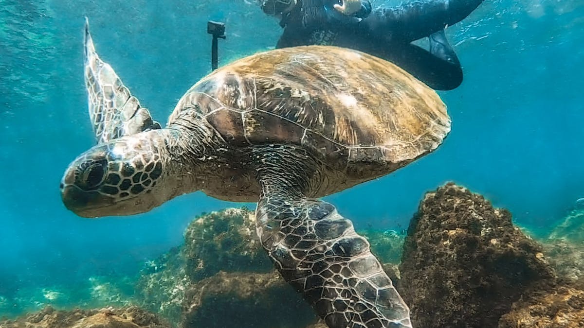 Turtle with a snorkeller