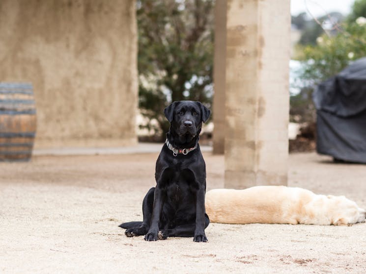 Barnacle the Winery Dog