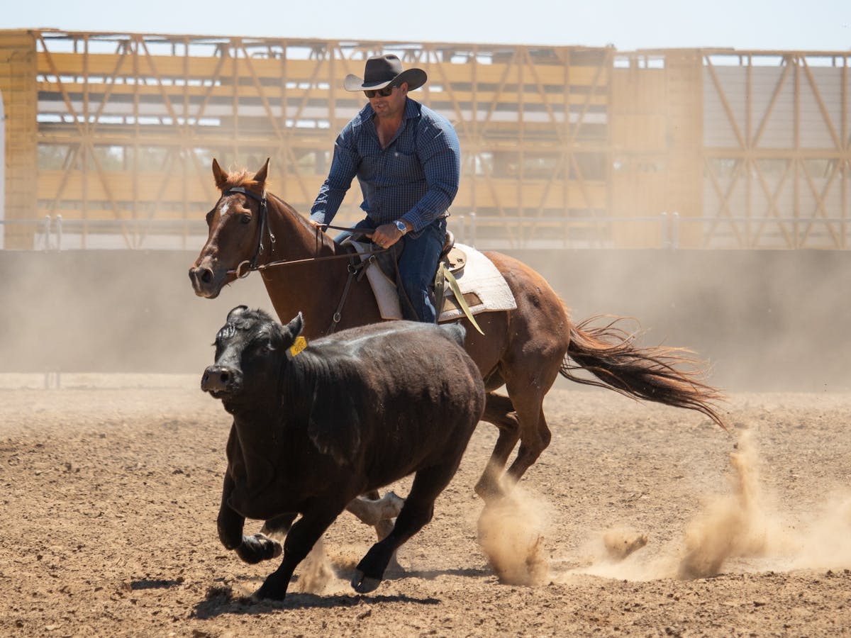 campdraft