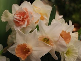 City of Hobart Floral Shows